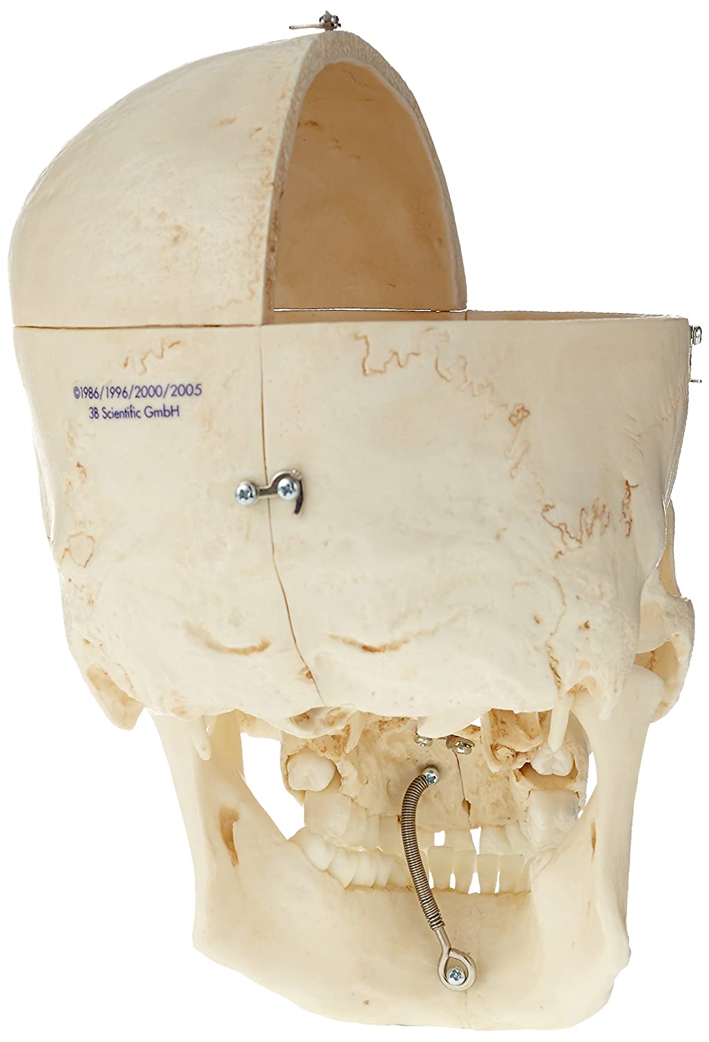 BONElike Cranio - Cranio Combinato, Trasparente/osseo, In 8 Parti 1000063 A282 3b Scientific,p 55 48