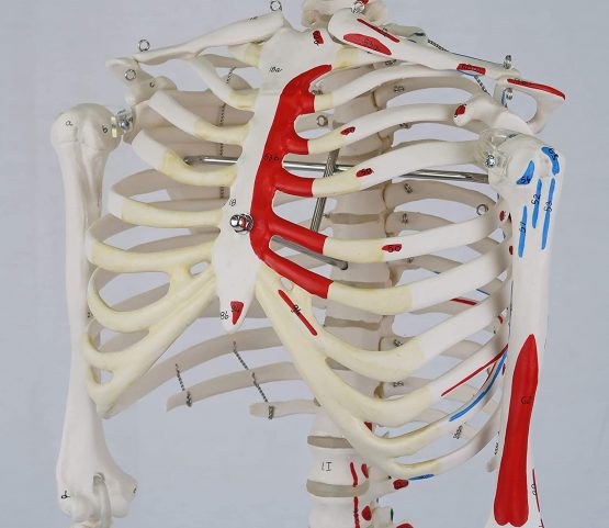 3B Scientific Mini Human Skeleton Model Shorty - with Painted Muscles, Pelvic Mounted on a Base A18/5 + free anatomy software - 3B Smart Anatomy - Image 3