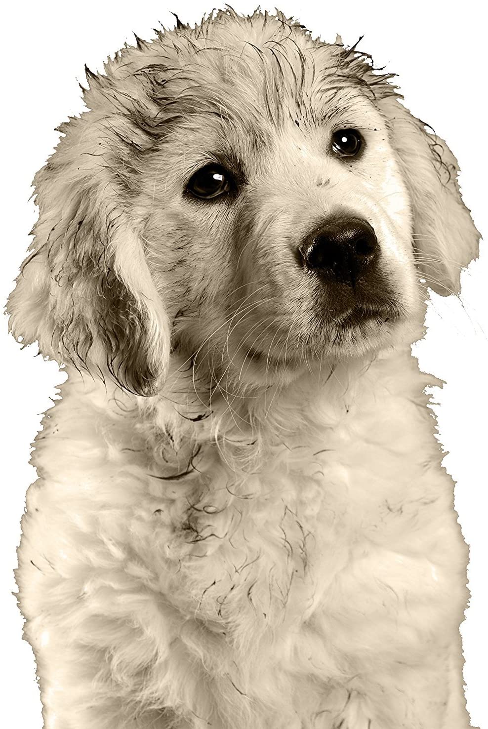 Wahl Easy Groom Animal Conditioner 250ml, Moisturises, Detangles and Protects with Vitamin E - Image 2