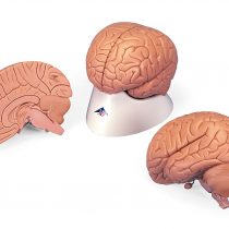 3B Scientific C15/1 Introductory Brain Model, 2 Part + free anatomy software - 3B Smart Anatomy