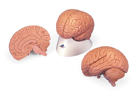3B Scientific C15/1 Introductory Brain Model, 2 Part + free anatomy software - 3B Smart Anatomy