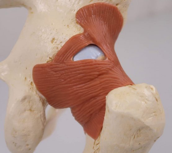 3B Scientific A81/1 Deluxe Functional Hip Joint Model + free anatomy software - 3B Smart Anatomy - Image 3