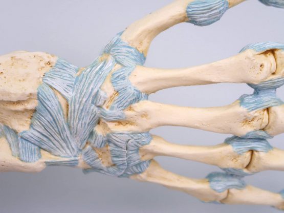 3B Scientific M33 Hand Skeleton Model With Ligaments And Carpal Tunnel + free anatomy software - 3B Smart Anatomy - Image 2