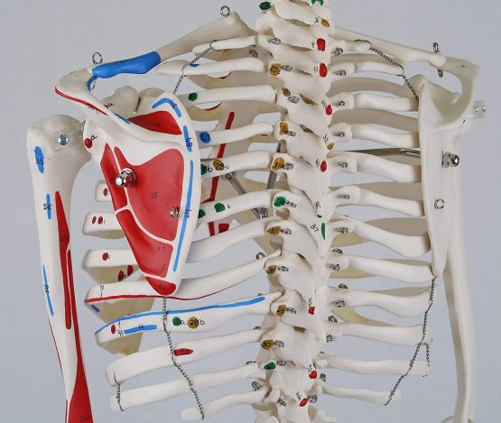 3B Scientific Mini Human Skeleton Model Shorty - with Painted Muscles, Pelvic Mounted on a Base A18/5 + free anatomy software - 3B Smart Anatomy - Image 4