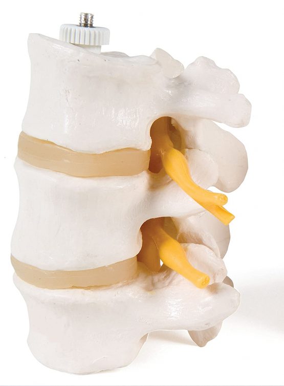 3B Scientific A76/8 3 Lumbar Vertebrae Flexibly Mounted + free anatomy software - 3B Smart Anatomy