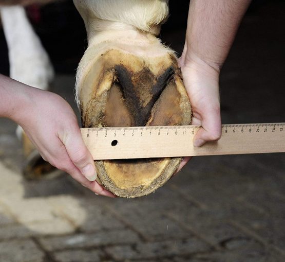 HKM Hoof Boot for Horses Size 3 - Image 4