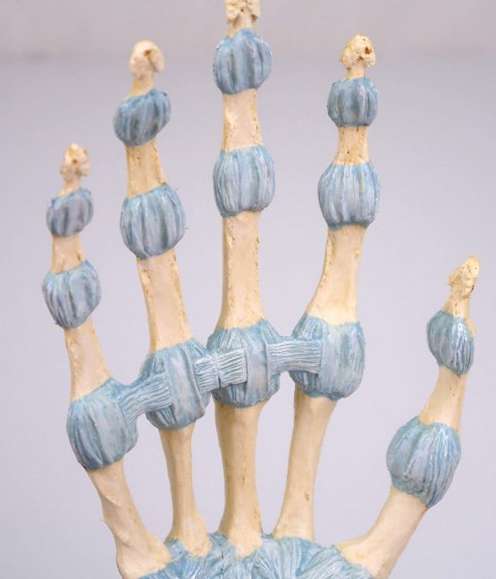 3B Scientific M33 Hand Skeleton Model With Ligaments And Carpal Tunnel + free anatomy software - 3B Smart Anatomy - Image 4