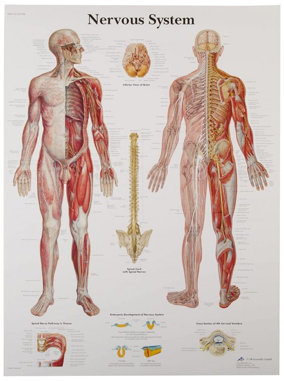 3B Scientific VR1620UU Human Anatomy - Nervous System Chart, Paper Version