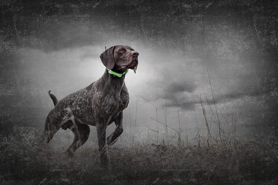 TEK 1.5 GPS Tracking System, 11 km Range, Multi-Dog Tracking, 20 waypoint storage, compact - Image 3