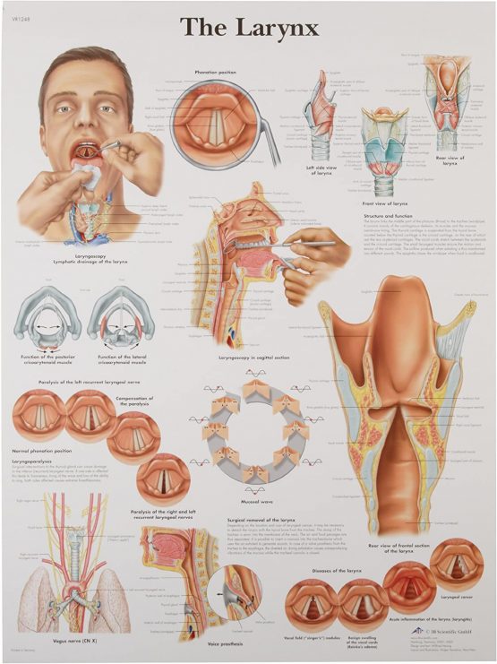 3B Scientific 1001502 Human Anatomy
