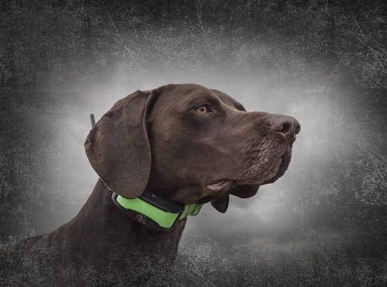 TEK 1.5 GPS Tracking System, 11 km Range, Multi-Dog Tracking, 20 waypoint storage, compact - Image 2