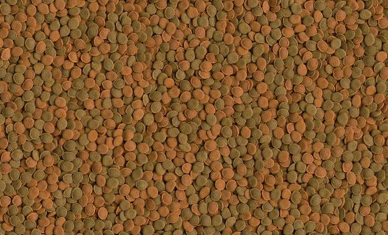 Tetra Wafer Mix main feed (in wafer form for all ground fish and crabs, balanced premium feed with shrimp, spirulina algae for improved immune system), 1 liter can - Image 3