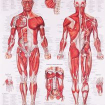 Anatomical Chart The Muscular System