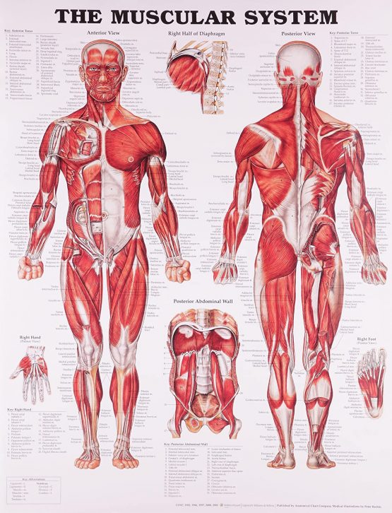 Anatomical Chart The Muscular System