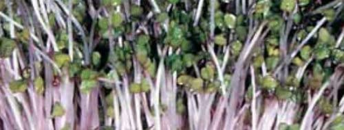 PREMIER SEEDS DIRECT - Sprouting Seeds Pink Kale - 40GM - Organic, Pink,Red