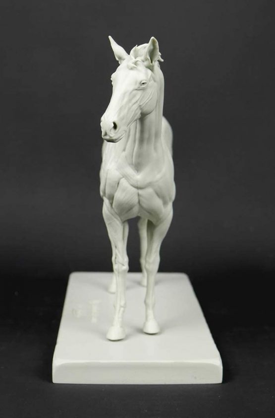 3dtotal Anatomy: Equine figure - Image 4