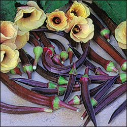 PREMIER SEEDS DIRECT - Okra - Burgundy - 200 Seeds, Green,Red
