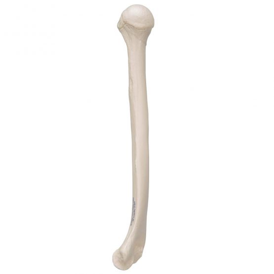 3B Scientific A45/1 Humerus Model + free anatomy software – 3B Smart ...