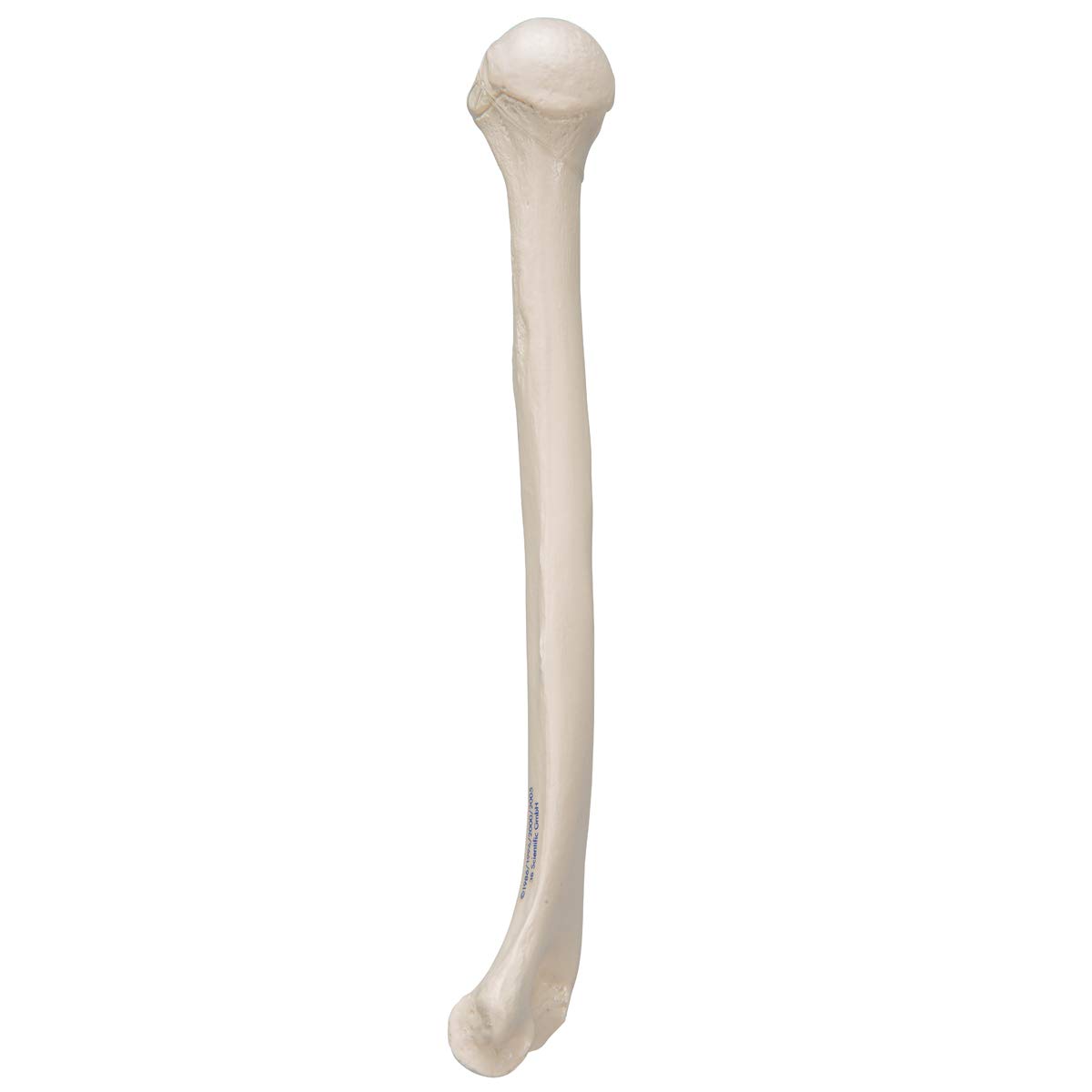 3b Scientific A45 1 Humerus Model + Free Anatomy Software – 3b Smart 