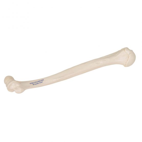 3B Scientific A45/1 Humerus Model + free anatomy software - 3B Smart Anatomy - Image 2