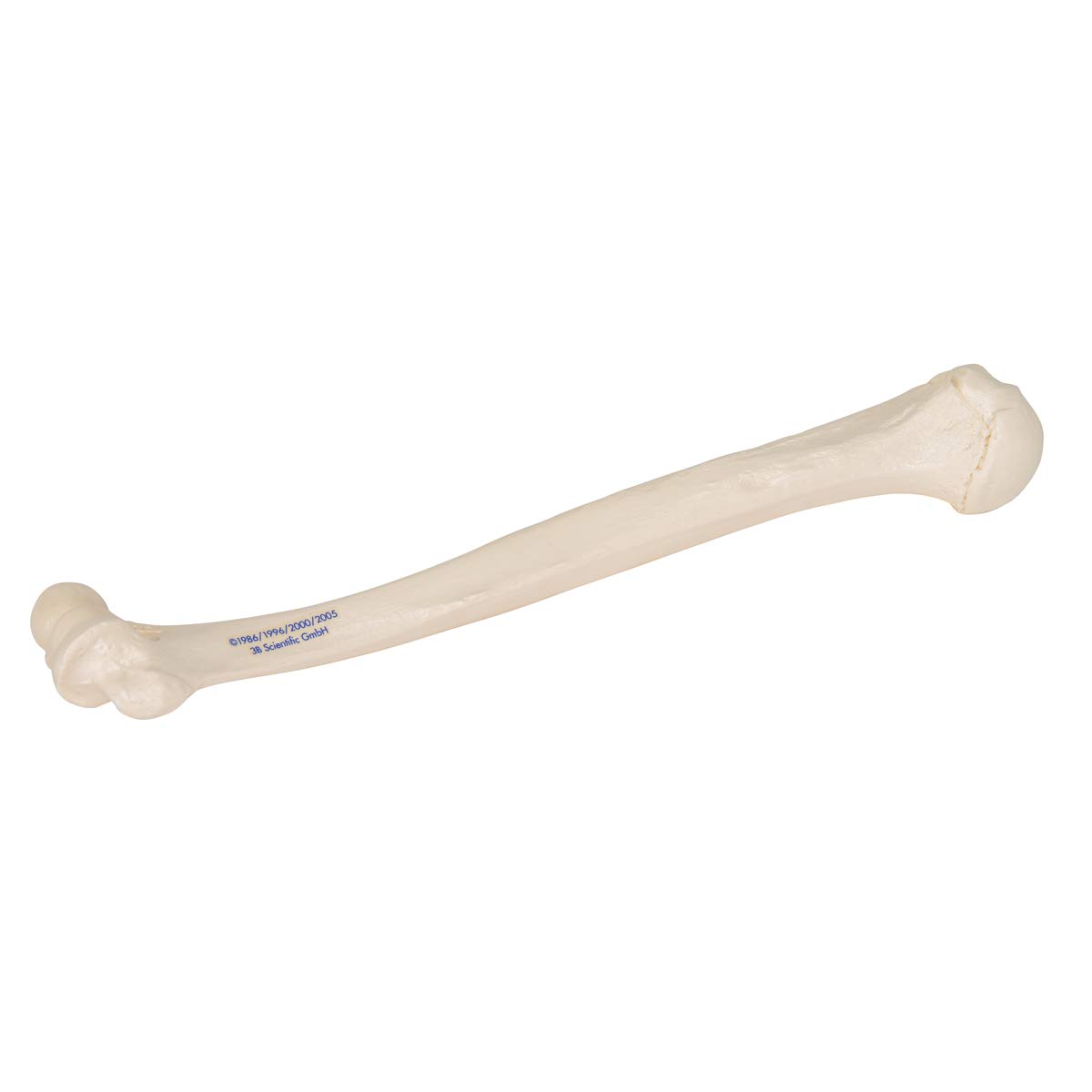 3B Scientific A45/1 Humerus Model + free anatomy software – 3B Smart ...