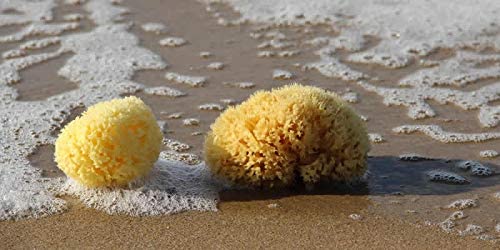 ana wiz Natural Honeycomb Sea Sponge. Soft and Absorbent- Perfect for Babies and Adults. Hypoallergenic - Image 2