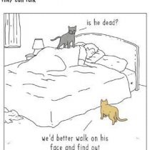 Humorous Blank Card - (WDM428784) - Walk On Face - From The They Can Talk Range - Suitable For Birthdays & Other Occasions
