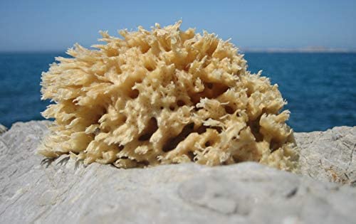 ana wiz Natural Honeycomb Sea Sponge. Soft and Absorbent- Perfect for Babies and Adults. Hypoallergenic - Image 4