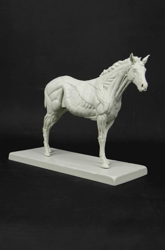 3dtotal Anatomy: Equine figure - Image 2