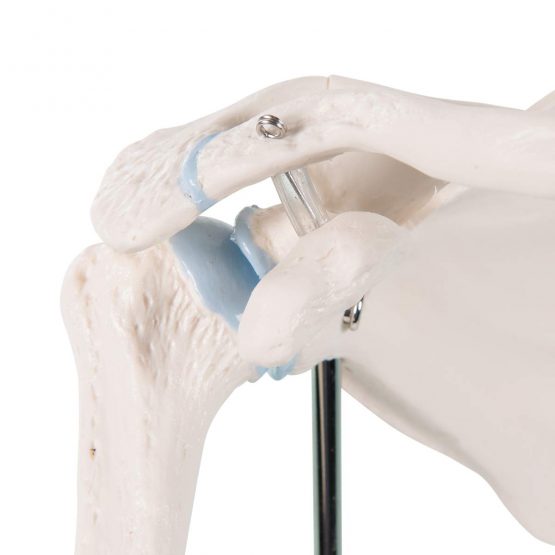 3B Scientific A86/1 Mini Shoulder Joint with Cross-Section + free anatomy software - 3B Smart Anatomy - Image 2