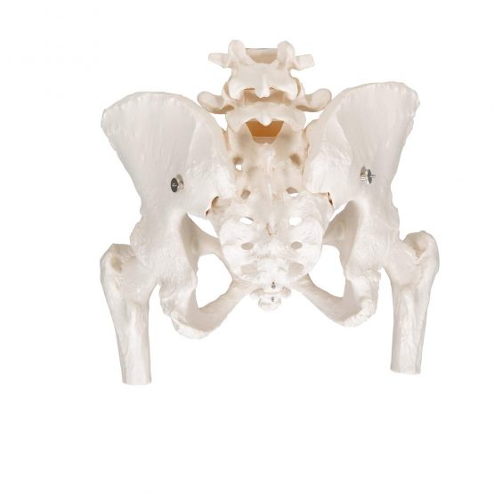 3B Scientific Pelvic Skeleton Female with Movable Femur Heads + free anatomy software - 3B Smart Anatomy A62 - Image 4