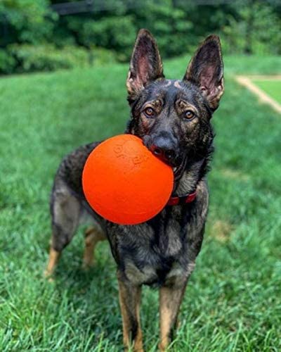 Jolly Pets Bounce-N Play Dog Toy, 15 cm, Orange, Red, 6 Inches/Medium - Image 2