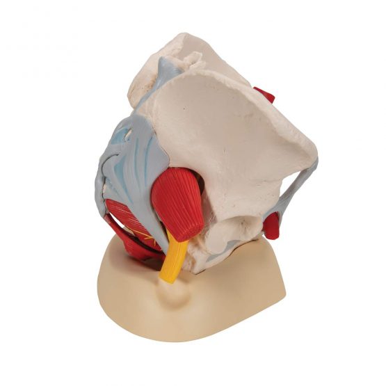 3B Scientific H20/4 Female Pelvis With Ligaments, Vessels, Nerves, Pelvic Floor, Organs + free anatomy software - 3B Smart Anatomy - Image 3