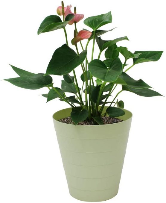 JVL Funktional Plastic 7 Litre Round Bin, Green, 25x25xH26cm - Image 3