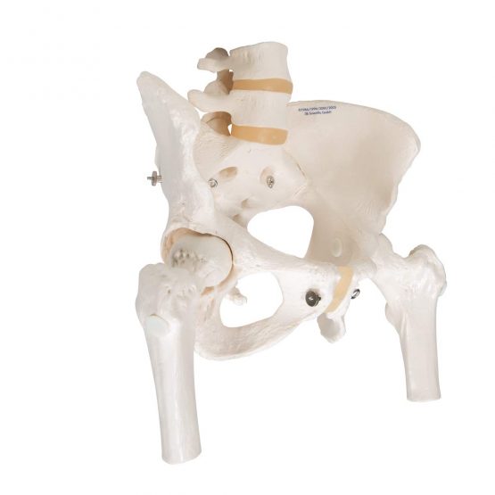 3B Scientific Pelvic Skeleton Female with Movable Femur Heads + free anatomy software - 3B Smart Anatomy A62 - Image 2