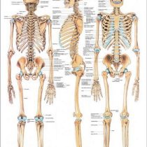 Anat. Educational Chart: The Human SKELETT70 x 100 cm Paper