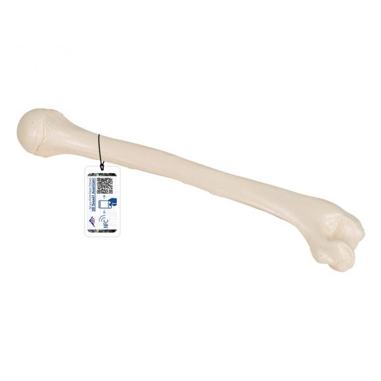 3B Scientific A45/1 Humerus Model + free anatomy software – 3B Smart ...