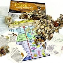 Dancing Bear Fossil Collection Sorting Activity Kit With Over 100 Pcs (More Than 20 Different Fossil Varieties!),Educational Id Sheet,Color Id Cards,Bags,Magnifying Glass,And Shark Teeth,