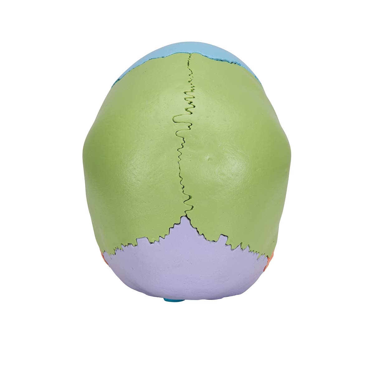 3B Scientific A291 Beauchene Adult Human Skull Model, 22 Part, Didactic Coloured Version + free anatomy software - 3B Smart Anatomy - Image 4