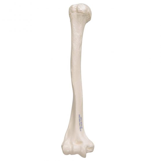 3B Scientific A45/1 Humerus Model + free anatomy software - 3B Smart Anatomy - Image 3