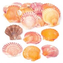 Baker Ross AV168 Mini Scallop Craft Shells (Pack of 250 g) Bag of Seashells For Kids Arts and Crafts