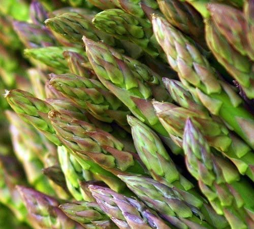 PREMIER SEEDS DIRECT - Asparagus - Mary Washington - 150 Seeds, Green