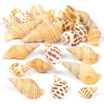 Baker Ross AV167 Mollusc Shells-Pack of 200g, Set for Kids and Adults to Embellish Sealife Art Activities & Displays-Natural Crafting Supplies, Assorted