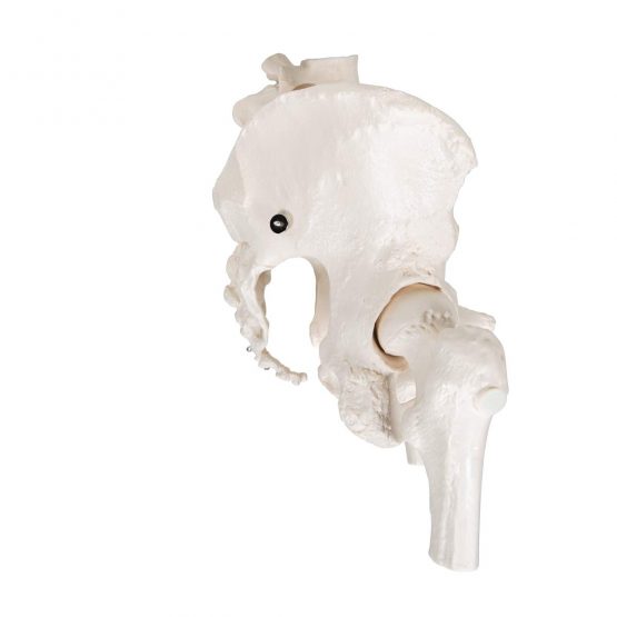 3B Scientific Pelvic Skeleton Female with Movable Femur Heads + free anatomy software - 3B Smart Anatomy A62 - Image 3