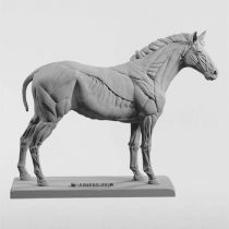 3dtotal Anatomy: Equine figure