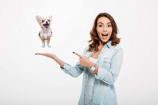 Winston & Bear 3D Dog Stickers - 2 Pack - Excited Chihuahua For Wall, Fridge, Toilet And More Excited Chihuahua Dog Stickers - Image 2