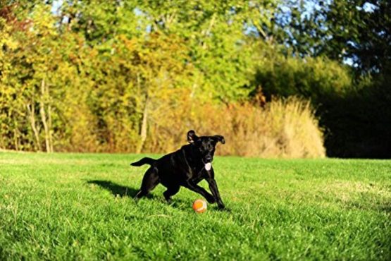 Chuckit! Tennis Dog Ball with Launchers, Large - Image 2