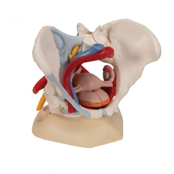 3B Scientific H20/4 Female Pelvis With Ligaments, Vessels, Nerves, Pelvic Floor, Organs + free anatomy software - 3B Smart Anatomy - Image 2