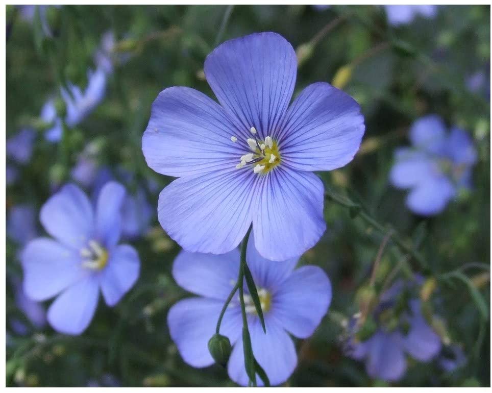 PREMIER SEEDS DIRECT - Linum PERENNE - Blue Flax - 3GM ~ Approx 1900 Seeds, 3 Grams