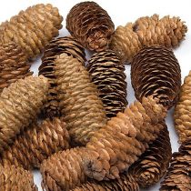 Baker Ross AF922 Long Pine Cones Value Pack — Ideal for Kids' Arts and Crafts, Christmas, Sensory Stimulation, and More (Pack of 20)